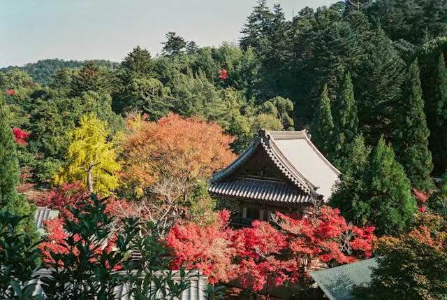 如何去日本读高中